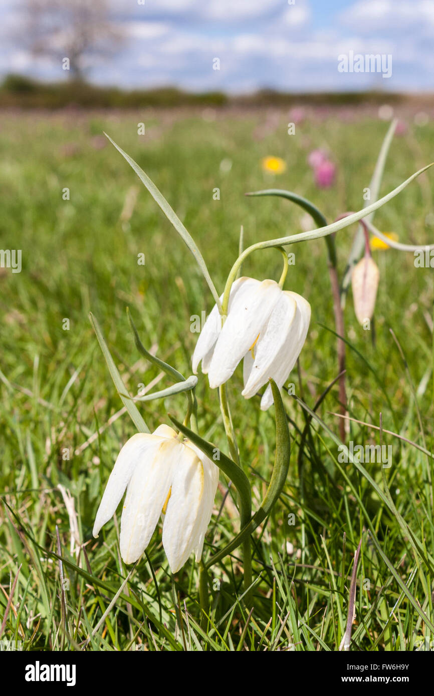 Tête du Serpent blanc au printemps Fritillaries pré. Banque D'Images