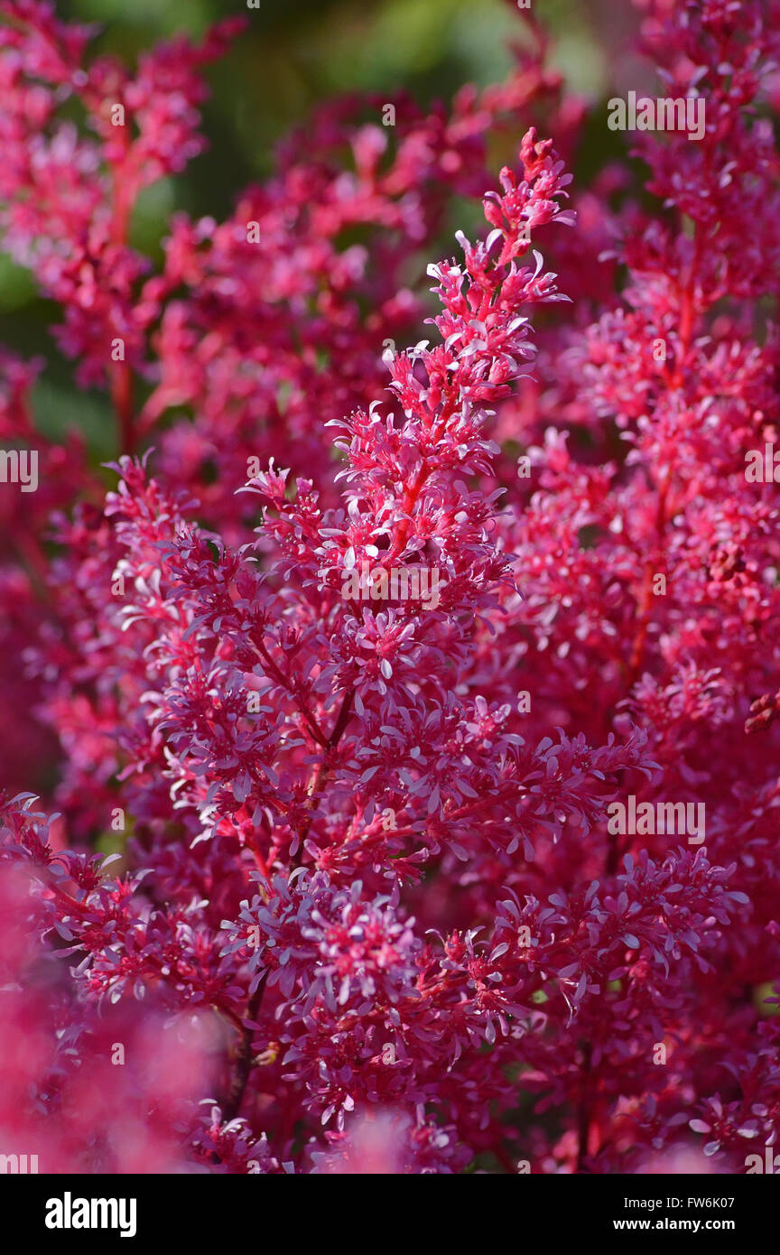 Les inflorescences Astilbe moelleux une teinte mauve. Banque D'Images