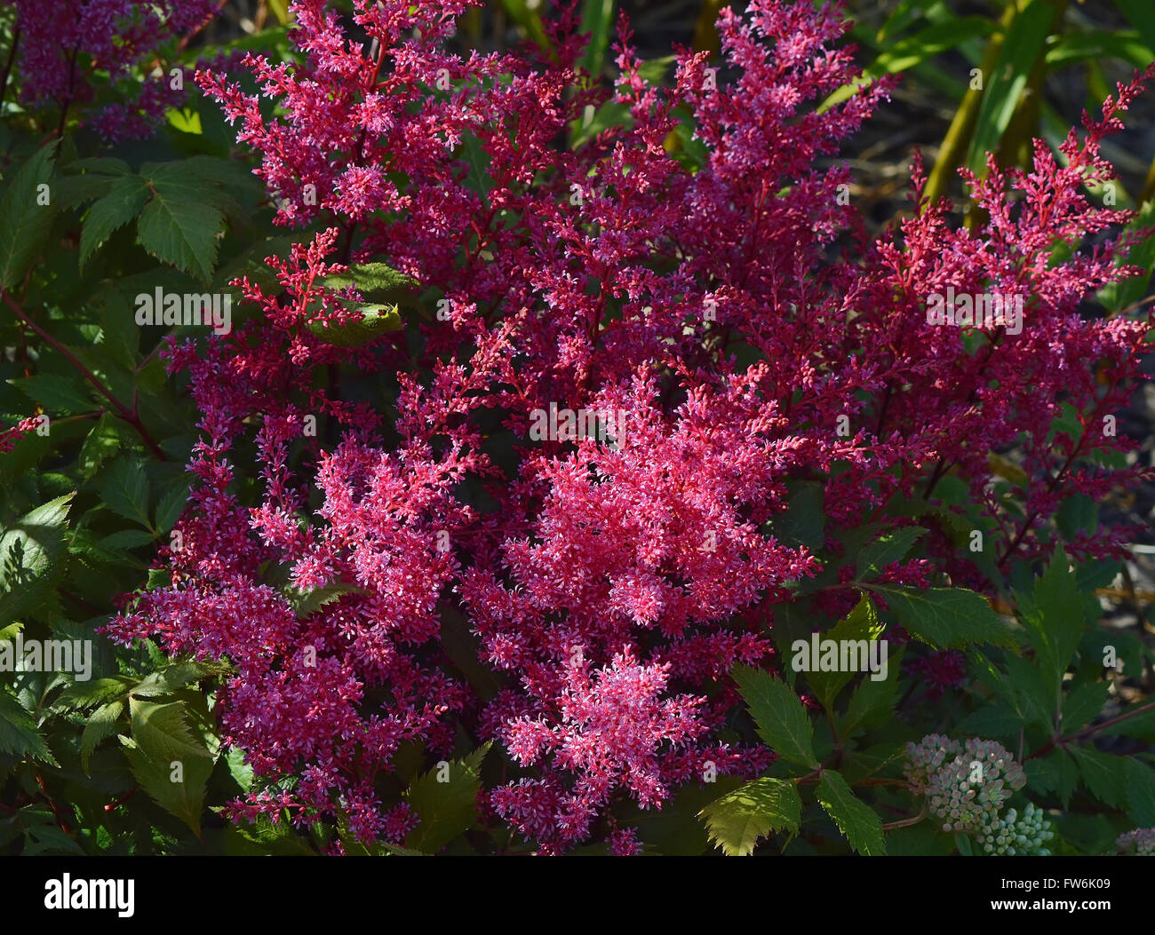 Les inflorescences Astilbe moelleux une teinte mauve. Banque D'Images