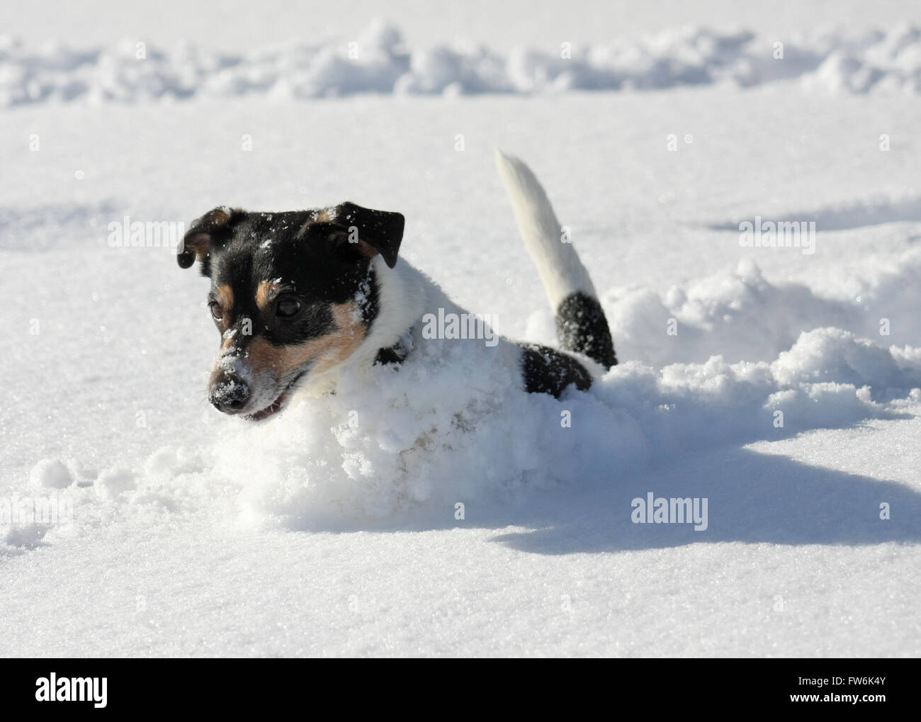 Mignon chien sautant autour dans la neige profonde. Banque D'Images