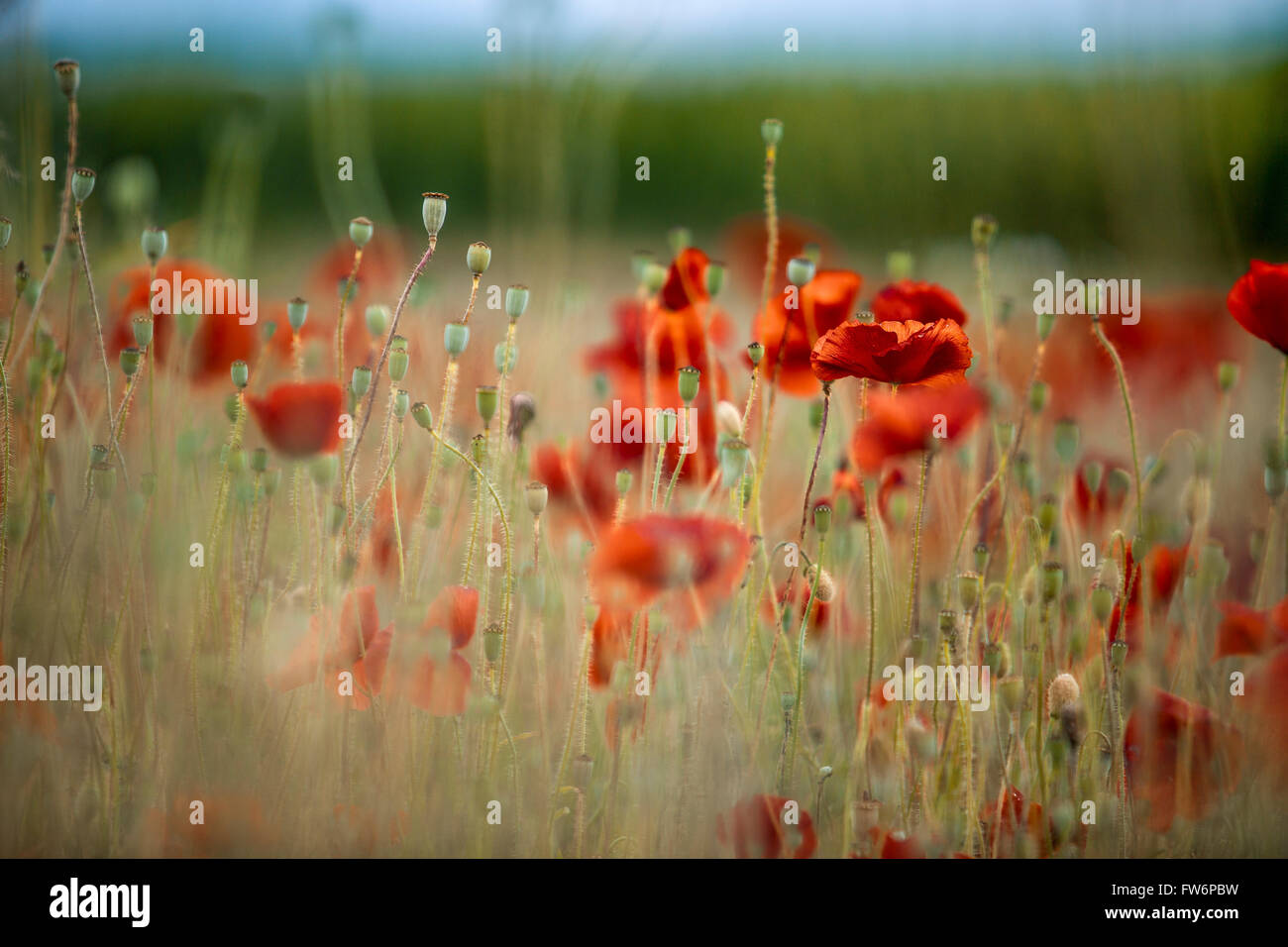 Fleurs de pavot rouge vif de l'été sur Meadow Banque D'Images