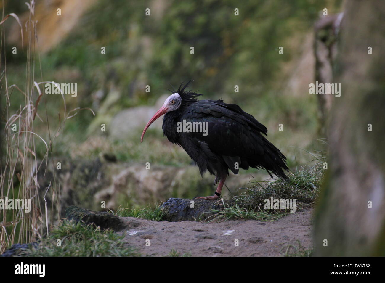 Ibis chauve (Geronticus eremita) debout sur un rocher. Banque D'Images