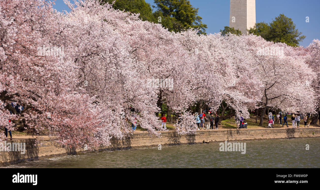WASHINGTON, DC, USA - Les gens profiter des cerisiers en fleurs au bassin de marée. Banque D'Images