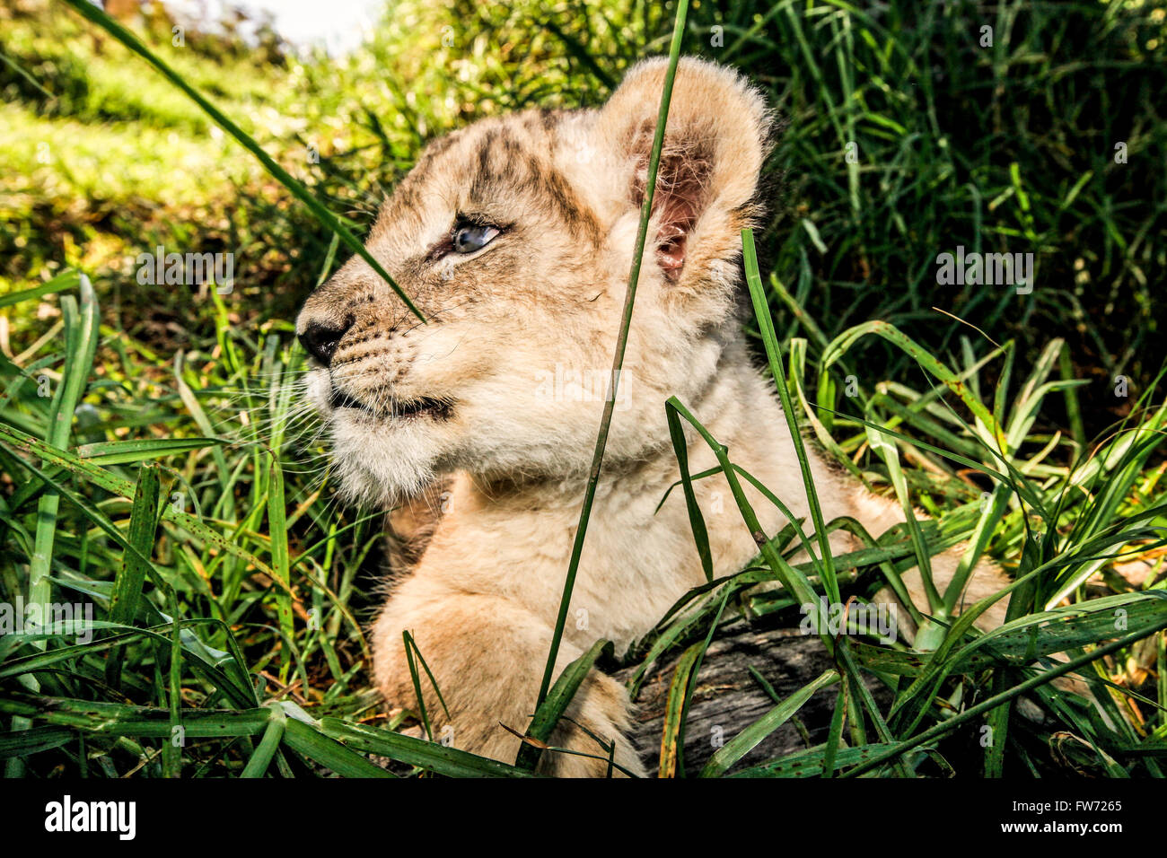 Un grand angle close up d'un bébé lion cub à l'extérieur dans l'herbe Banque D'Images