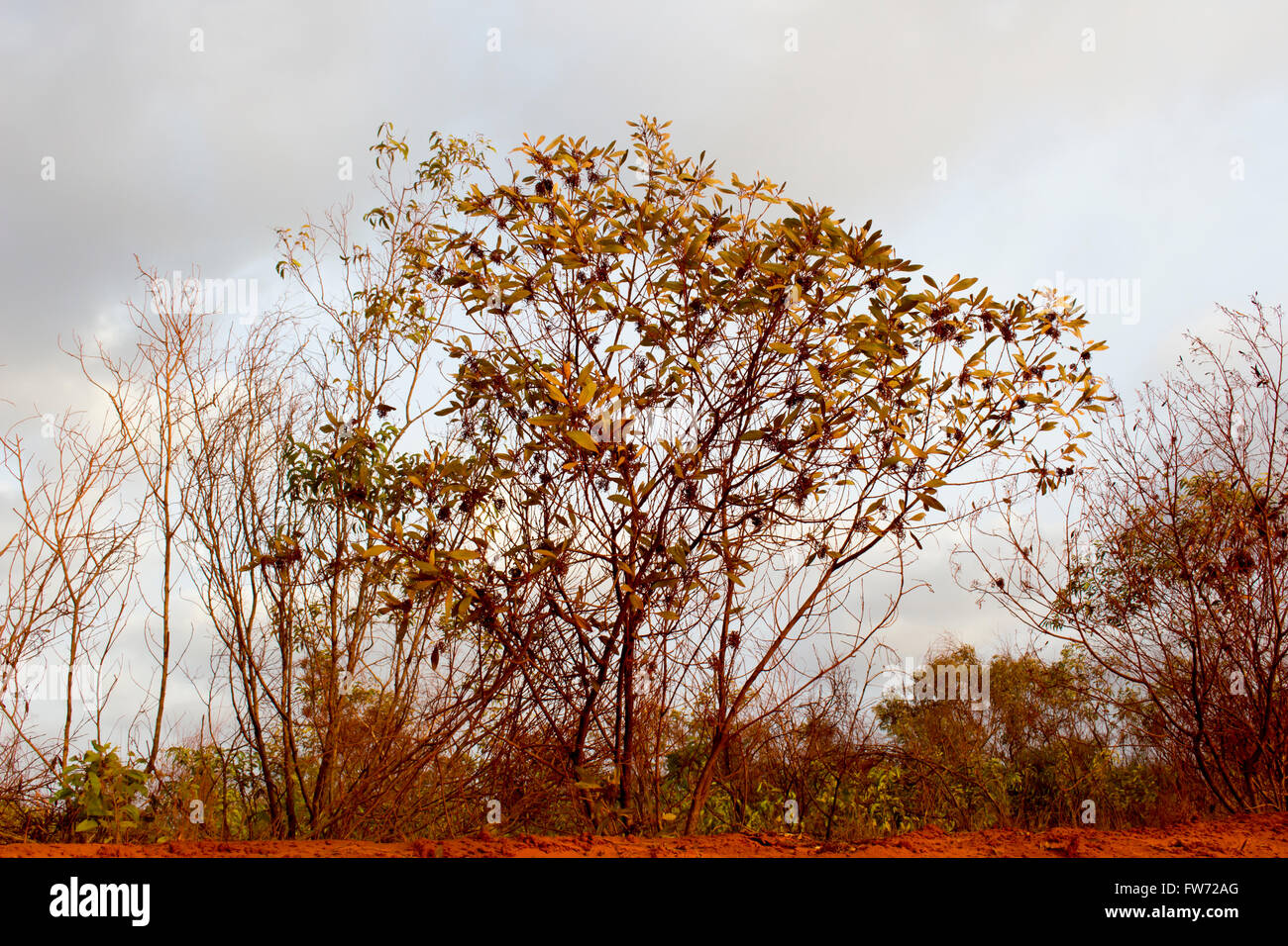 La poussière rouge sec pindan sol d'automobilistes s'installe sur les arbres sur le côté de la route de Cape Leveque, dans l'ouest de l'Australie. Banque D'Images