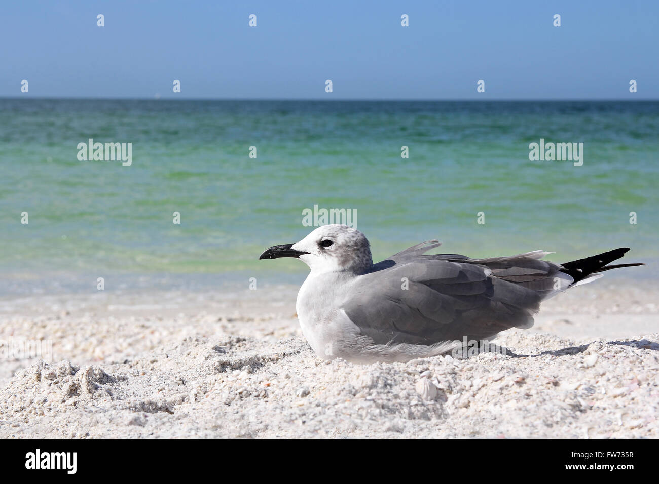 Un oiseau de rivage gris mouette se repose sur la plage en face de l'océan dans le golfe du Mexique en Floride, le sable blanc. Banque D'Images