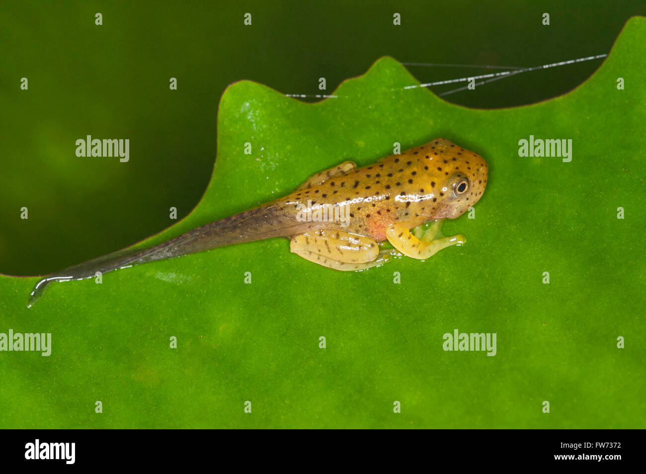 Tadpole, Malabar deltaplane (rhacophorus malabaricus grenouille), Inde Banque D'Images