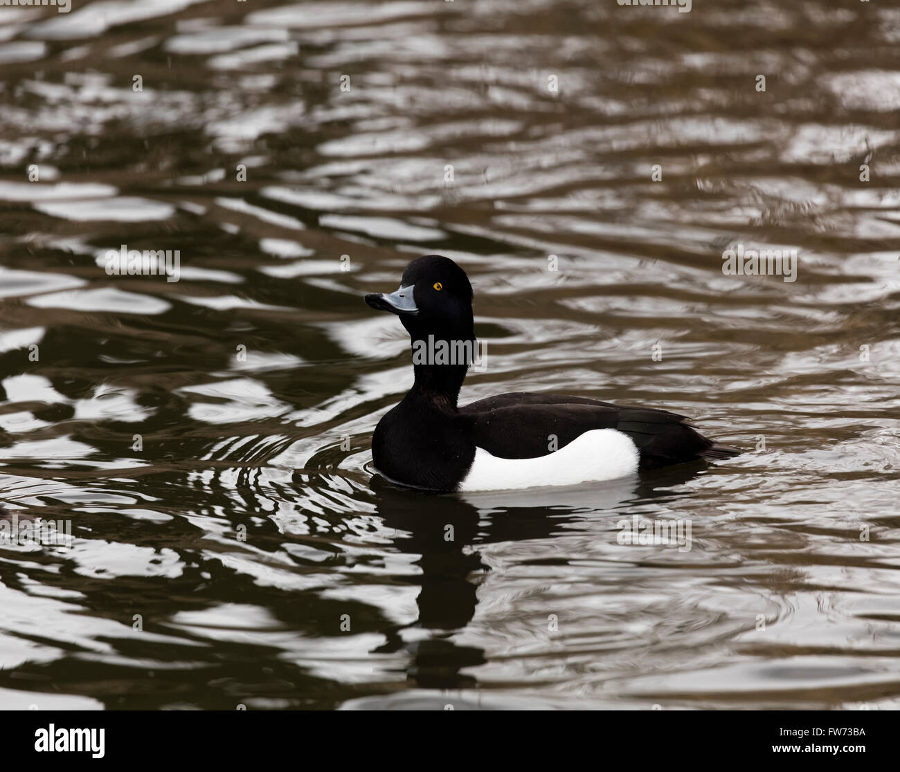 Fuligule morillon sur l'eau Banque D'Images