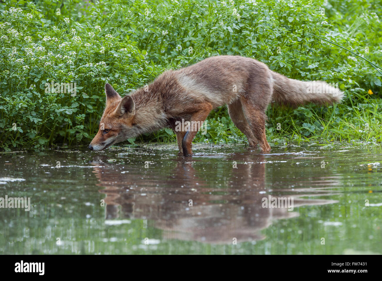 Red Fox / Rotfuchs ( Vulpes vulpes ), vixen adultes, se faufiler le long de la ligne de flottaison pour la chasse, la recherche de proies. Banque D'Images