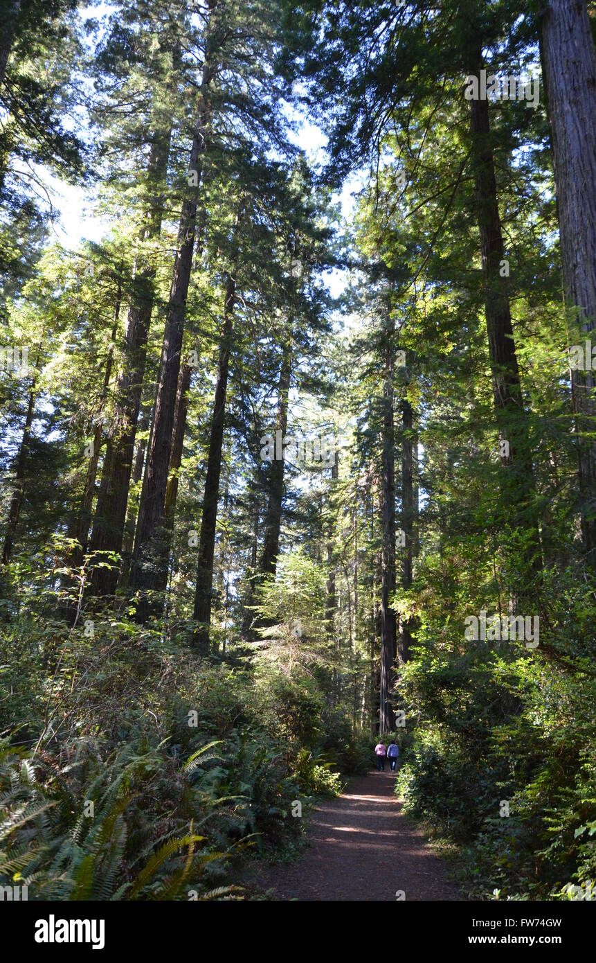 Une vue de la séquoias géant Lady Bird Johnson grove de Redwood National Park près de Crescent City en Californie USA Banque D'Images