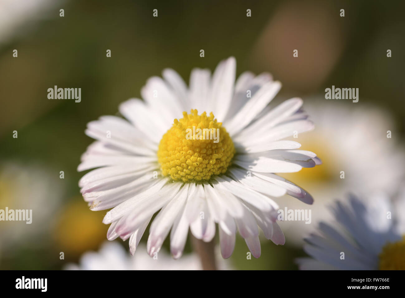 Daisy macro dans le pré Banque D'Images