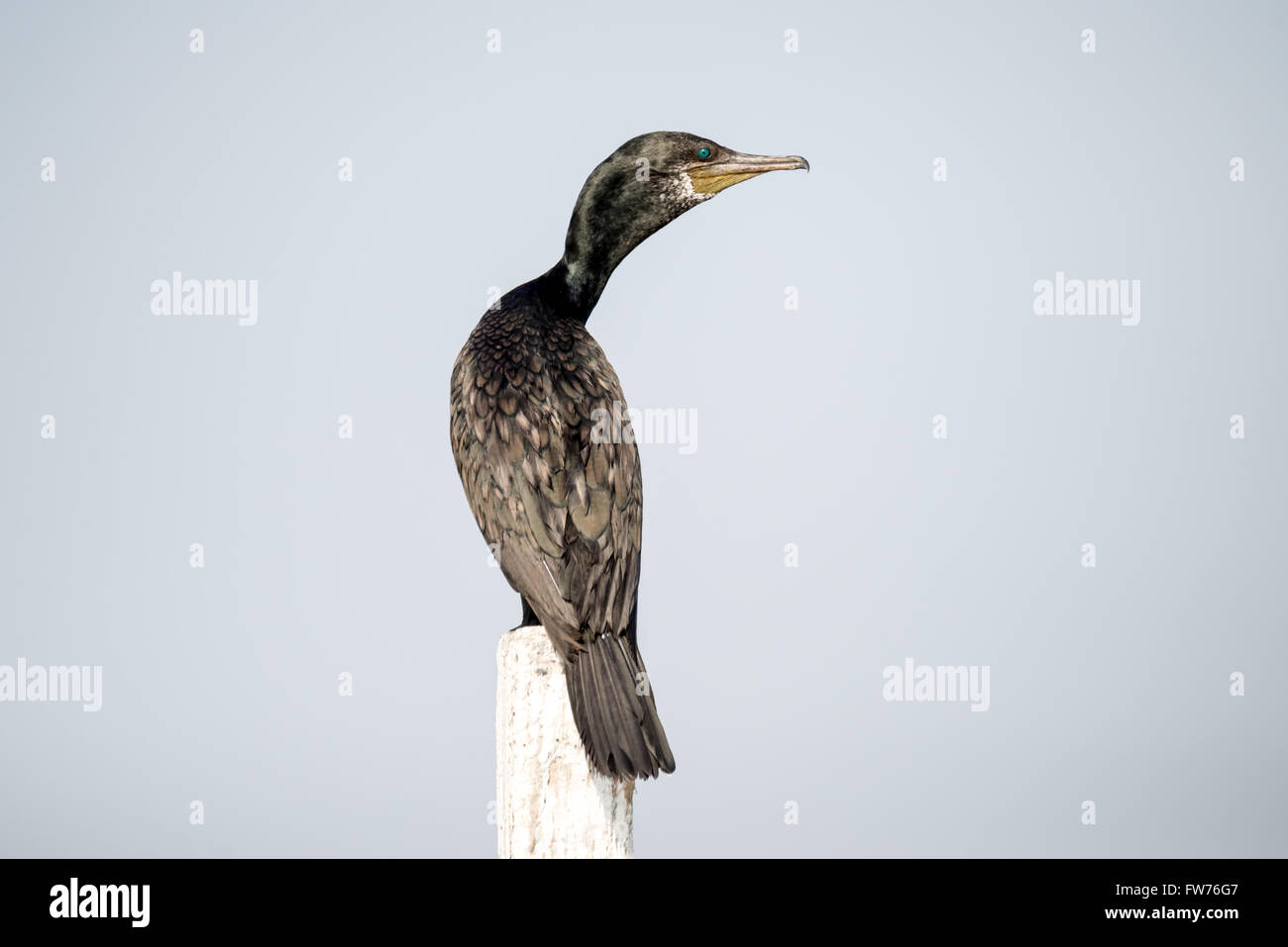 Plus grand cormoran perché Banque D'Images