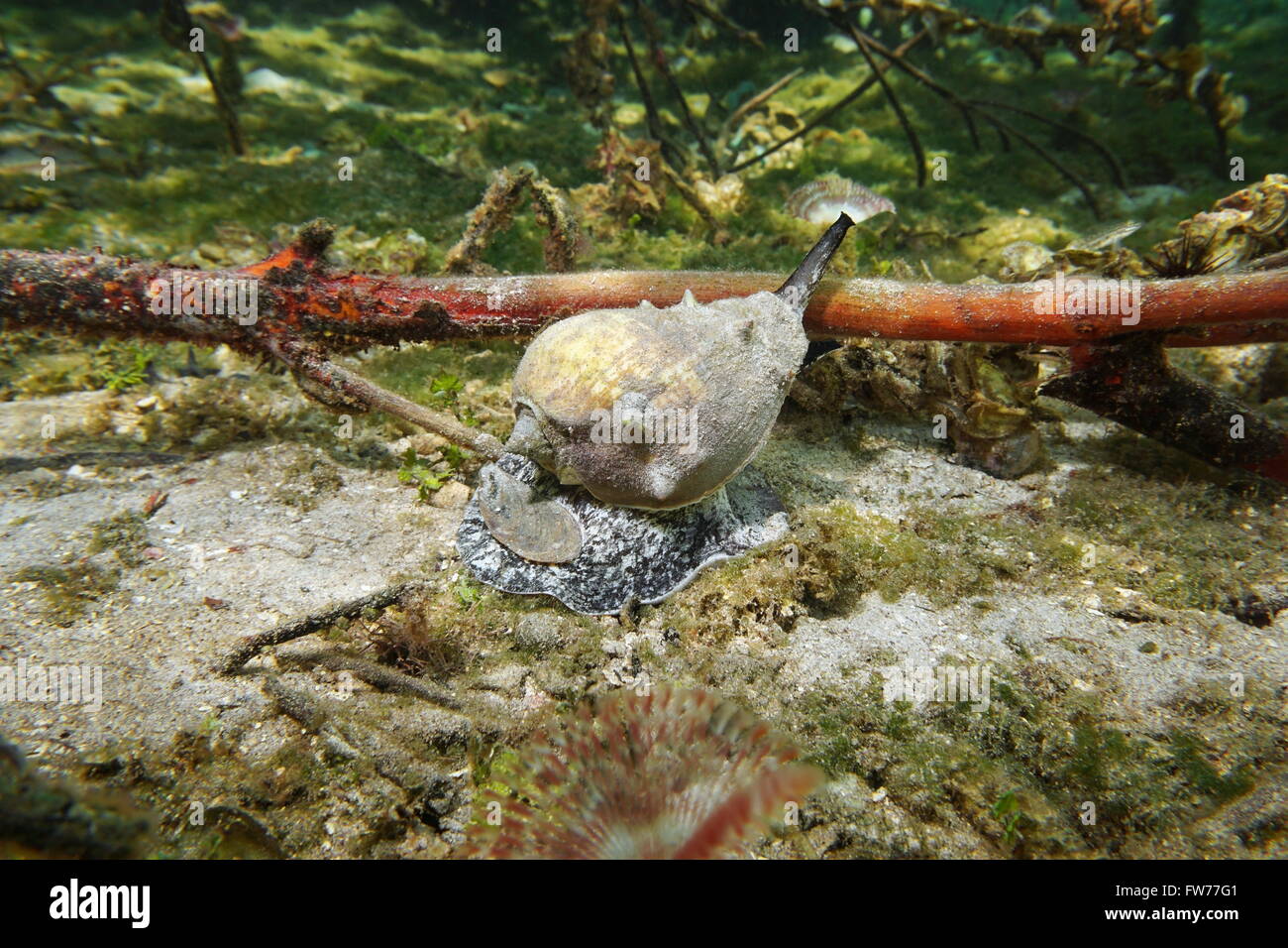 Caraïbes conque d'escargot de mer, Melongena melongena, sous-marin sur le fond marin près de la mangrove, mer des Caraïbes Banque D'Images