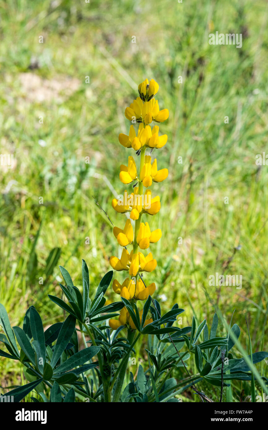 Un épi de fleurs de lupin jaune qui est utilisé comme une récolte et pour l'ajout de l'azote au sol au Portugal Banque D'Images