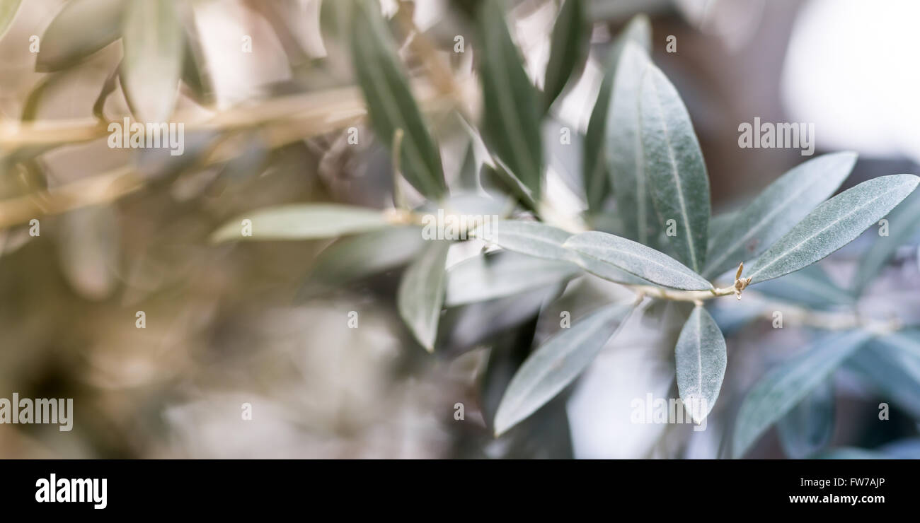 Arbre généalogique Olive, arrière-plan photo format horizontal Banque D'Images