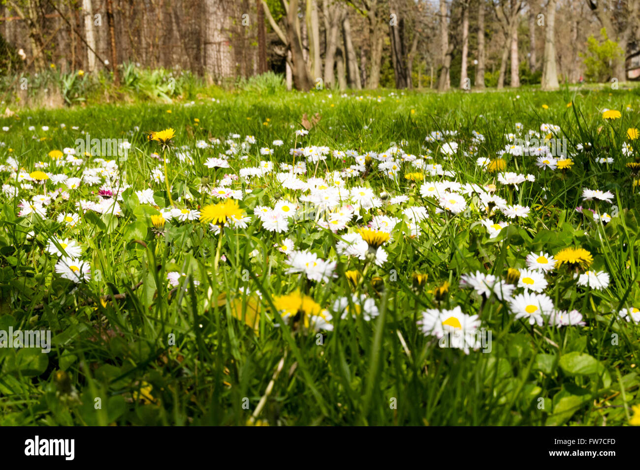 Photo d'un paysage de printemps. Profil faible d'obtenir des informations plus détaillées sur la vie des fleurs. Banque D'Images
