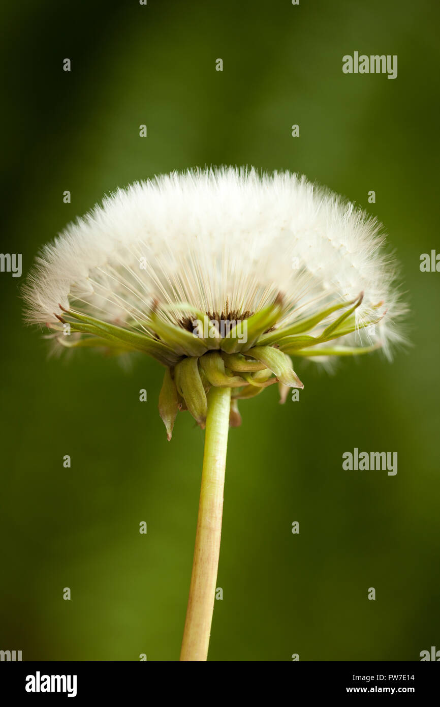 Blossom horloge pissenlit (Taraxacum officinale) sur fond flou Banque D'Images
