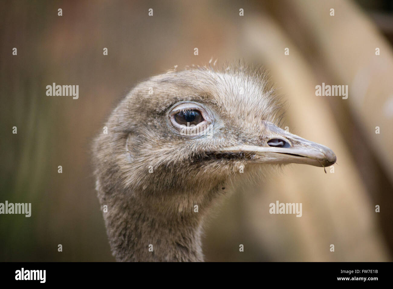 Un close-up portrait of a young Darwin's nandou (Rhea pennata). Banque D'Images