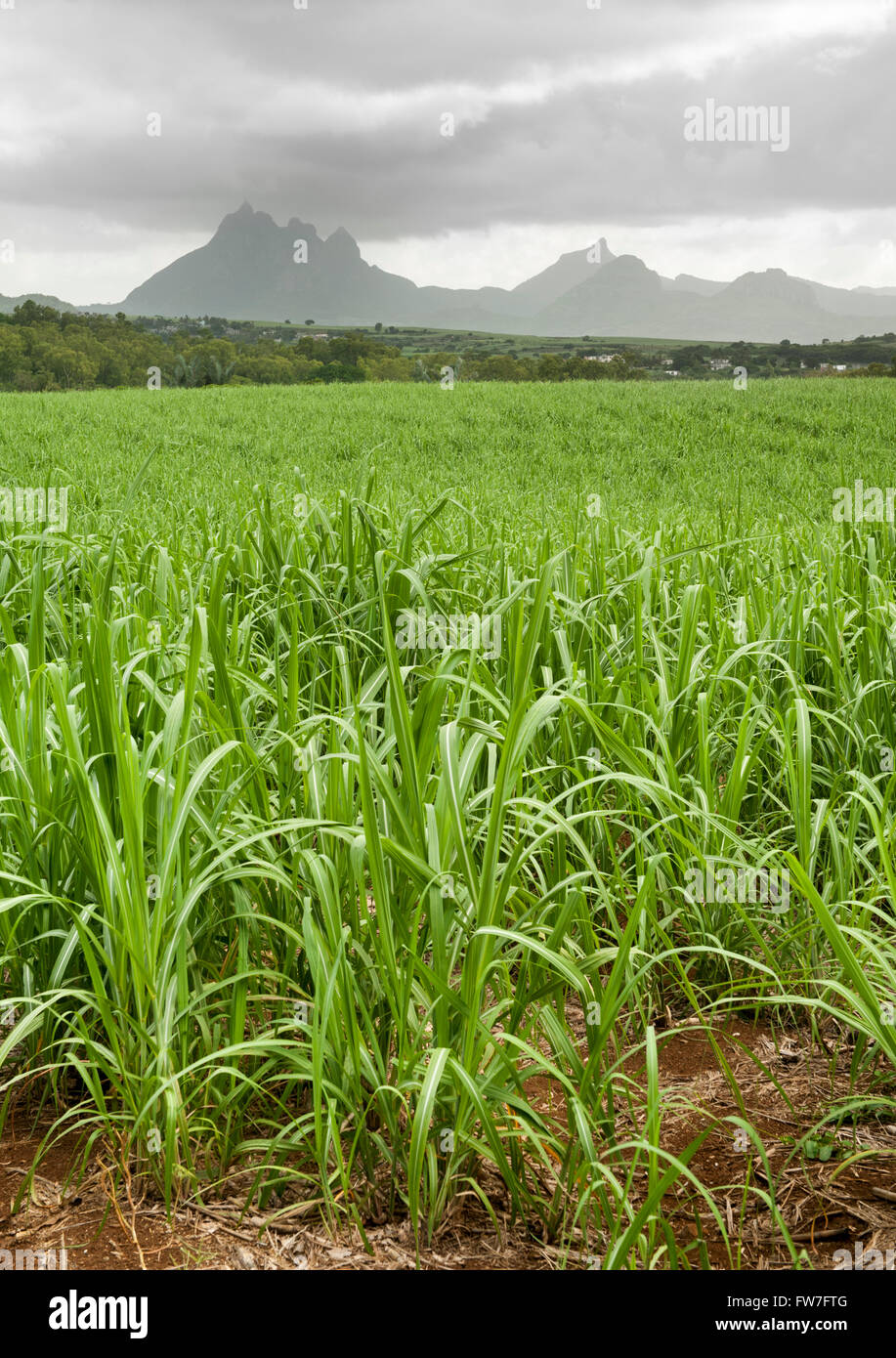 Les champs de canne à sucre à Maurice. Banque D'Images
