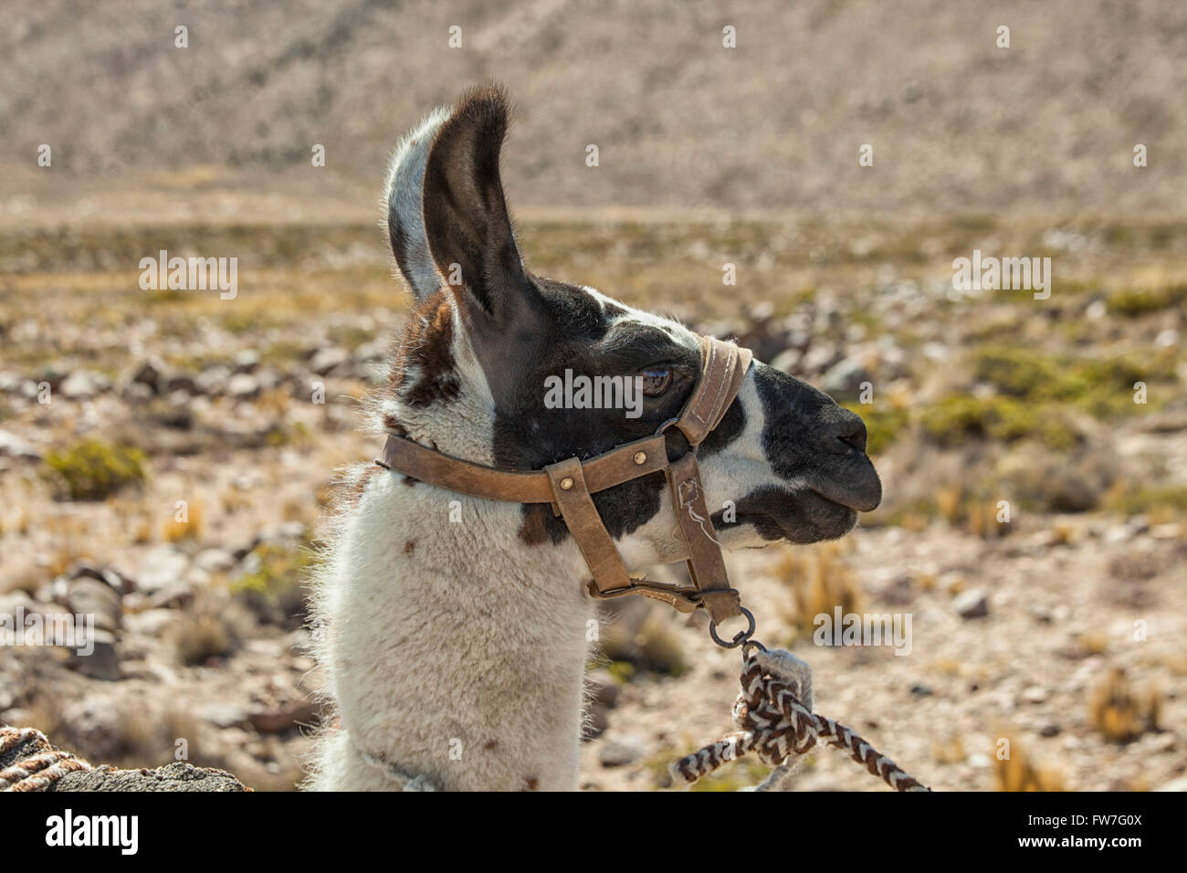 Harnaché llama travaillant sur les pampas au Pérou Banque D'Images