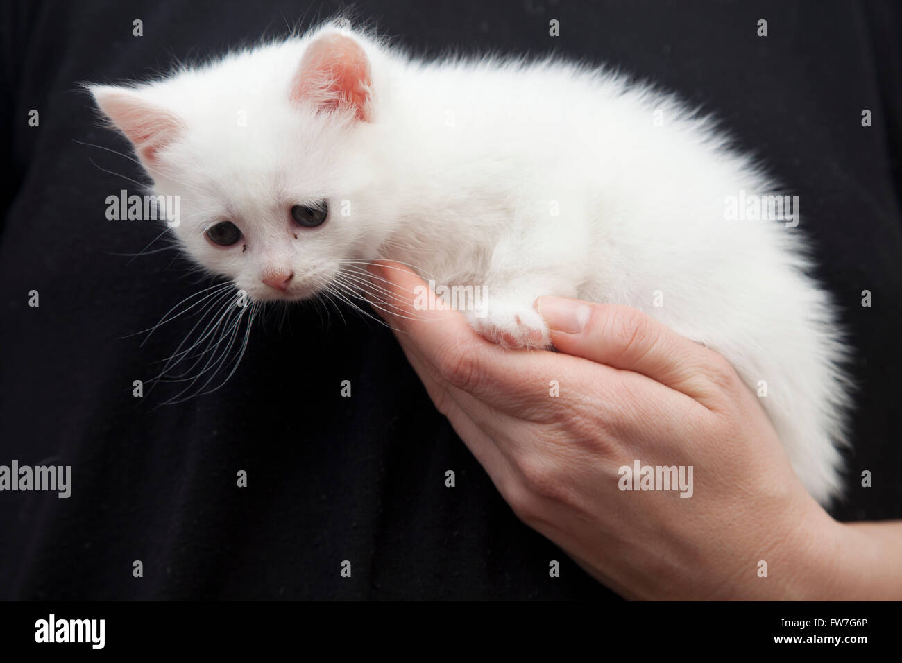 Chat, animal, domestique, tendre, doux, relaxant Banque D'Images