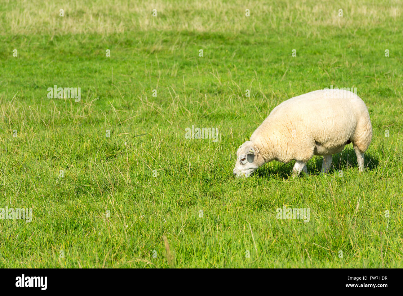 Un mouton blanc mange de l'herbe verte à la ferme Banque D'Images