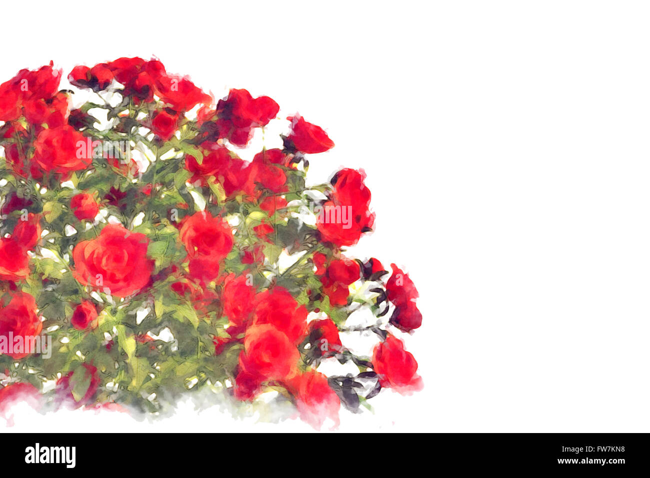 Bouquet de roses boutons de rose rouge Banque D'Images