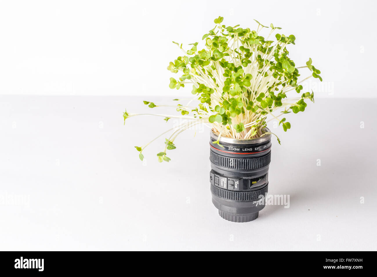 Plante verte dans un objectif de l'appareil indiquant la croissance et le développement d'une entreprise de photographie Banque D'Images