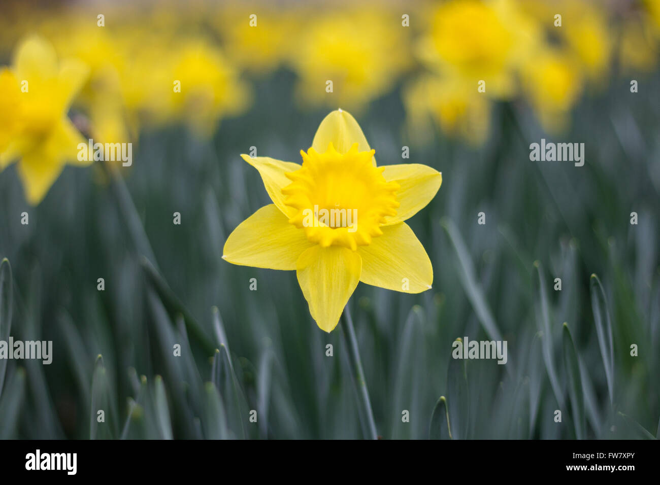 Jaune jonquille, Narcisse en fleurs de fleurs parterre de jonquilles Banque D'Images