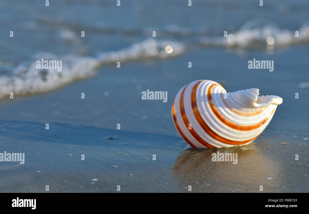 Shell Macro on tropical beach Banque D'Images