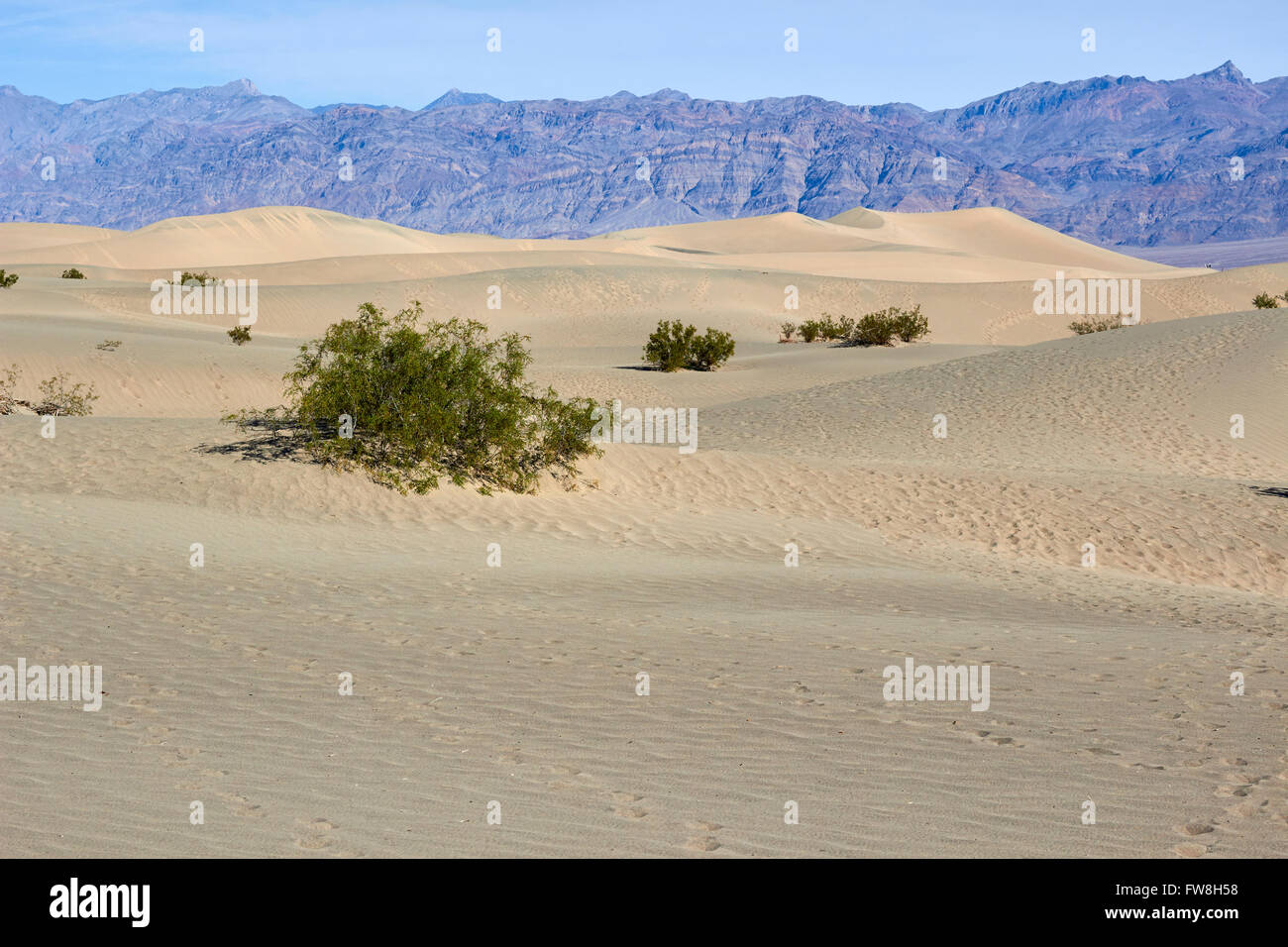 Dunes de sable avec la vie végétale, la Death Valley National Park, California, USA Banque D'Images