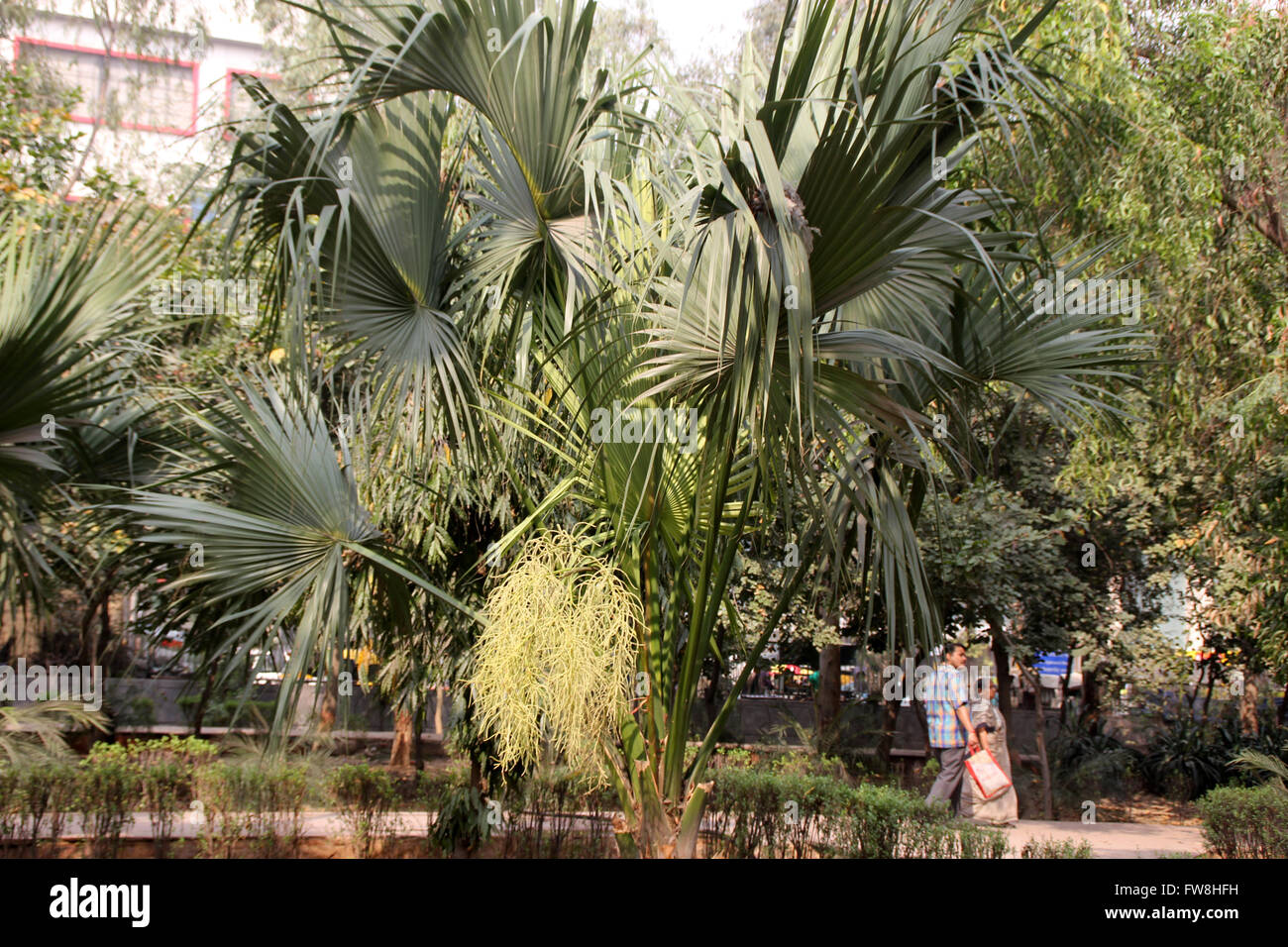 Livistona chinensis, le chinois Fan Palm, Palm tree avec ventilateur, feuilles en forme de split diversement couronne terminal, fleurs de couleur crème Banque D'Images