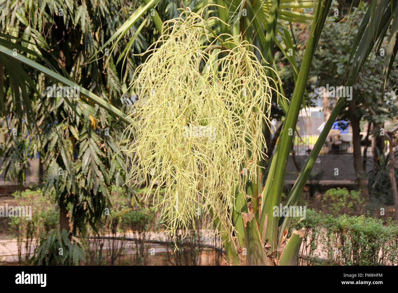 Livistona chinensis, le chinois Fan Palm, Palm tree avec ventilateur, feuilles en forme de split diversement couronne terminal, fleurs de couleur crème Banque D'Images