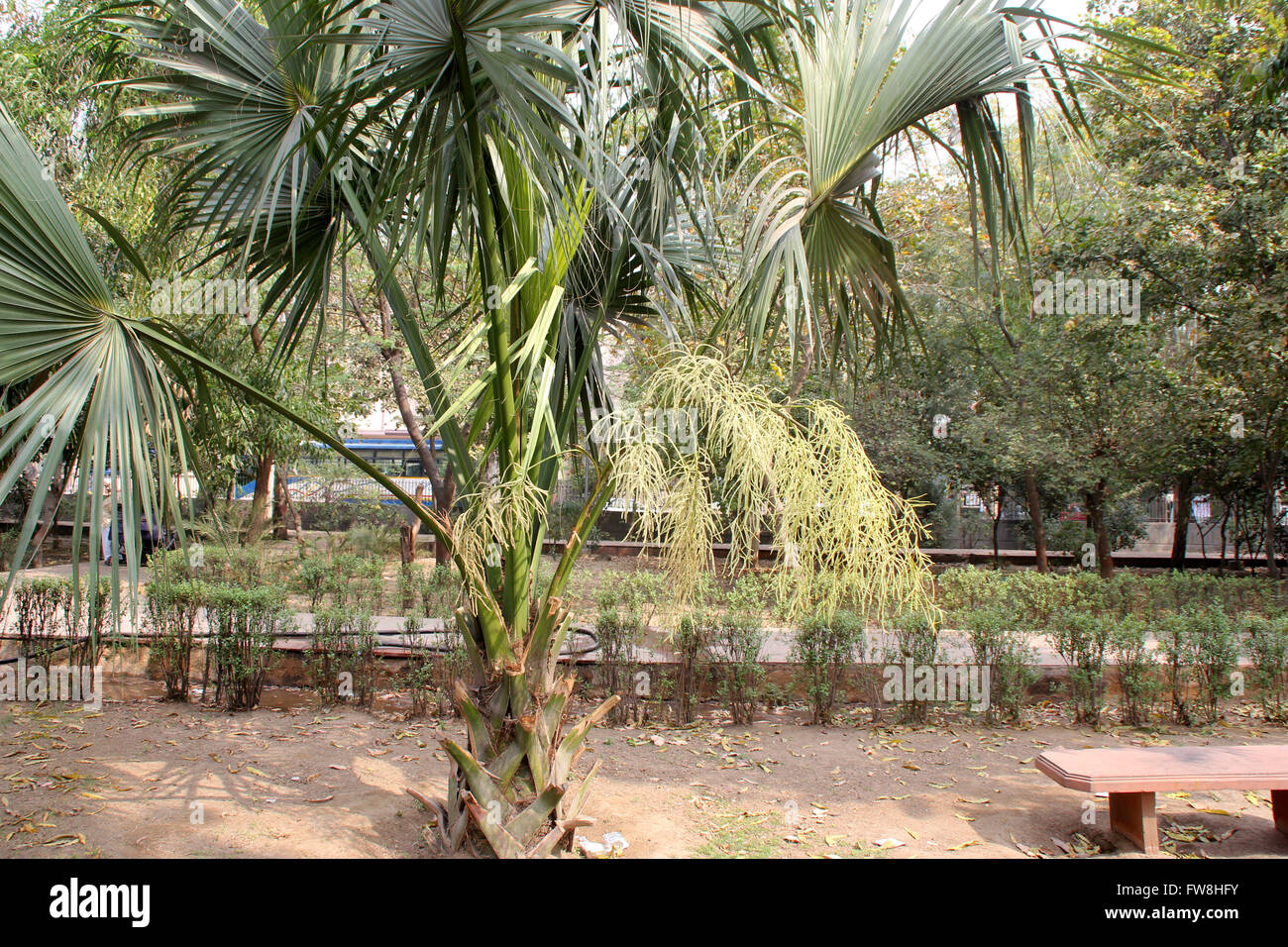 Livistona chinensis, le chinois Fan Palm, Palm tree avec ventilateur, feuilles en forme de split diversement couronne terminal, fleurs de couleur crème Banque D'Images