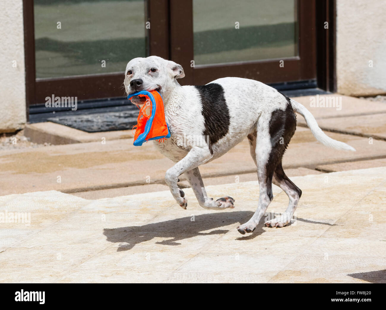Caracolant chien blanc autour de la piscine avec un jouet Banque D'Images