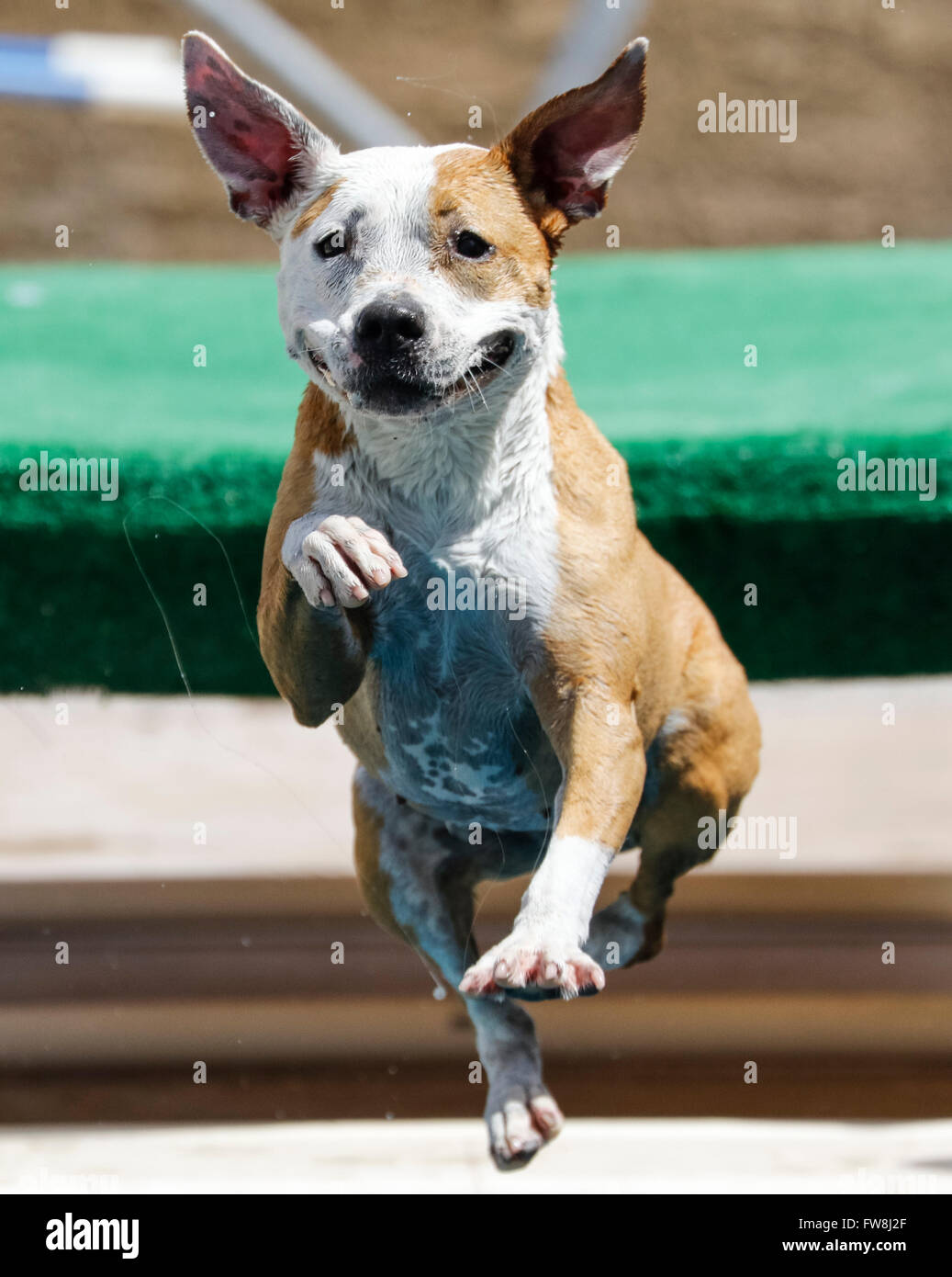 Smiling pitbull sautant d'un quai dans la piscine Banque D'Images