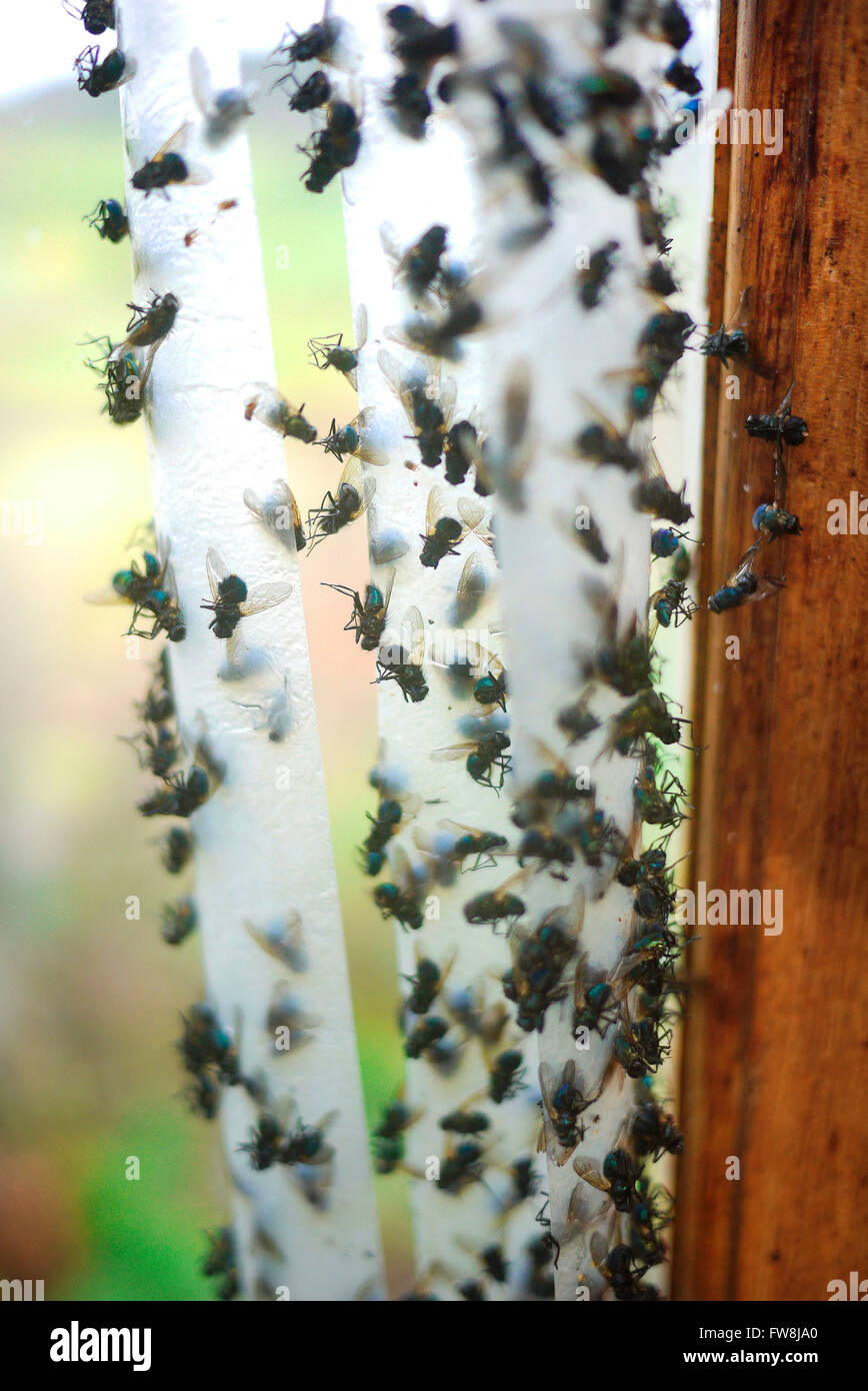 Des mouches mortes collées à un tue-mouches dans la fenêtre d'une maison  Photo Stock - Alamy