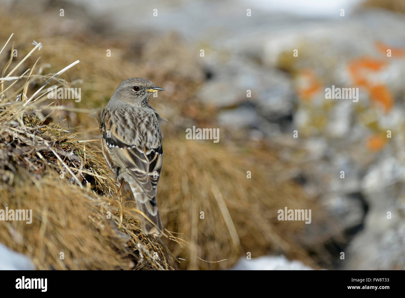 Alpine accentor Prunella collaris / Alpenbraunelle ( ) dans un terrain de haute montagne retour sur son épaule. Banque D'Images