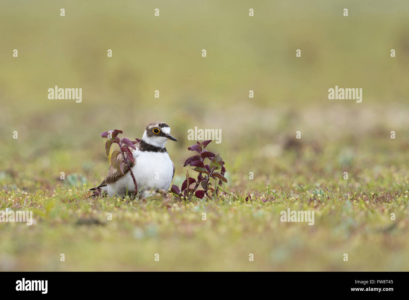 Petit Gravelot (Charadrius dubius), oiseau échassier adultes dans l'habitat typique, réchauffant une jeune tortue sous son ventre plumage. Banque D'Images