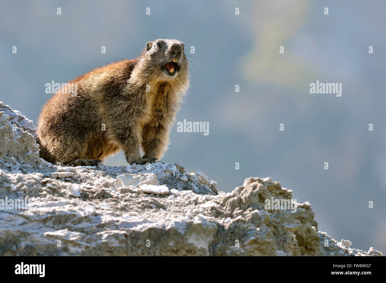 Marmotte des Alpes (Marmota marmota) sur rock donnant un cri d'alarme, dans les Alpes françaises, Savoie à La Plagne Banque D'Images