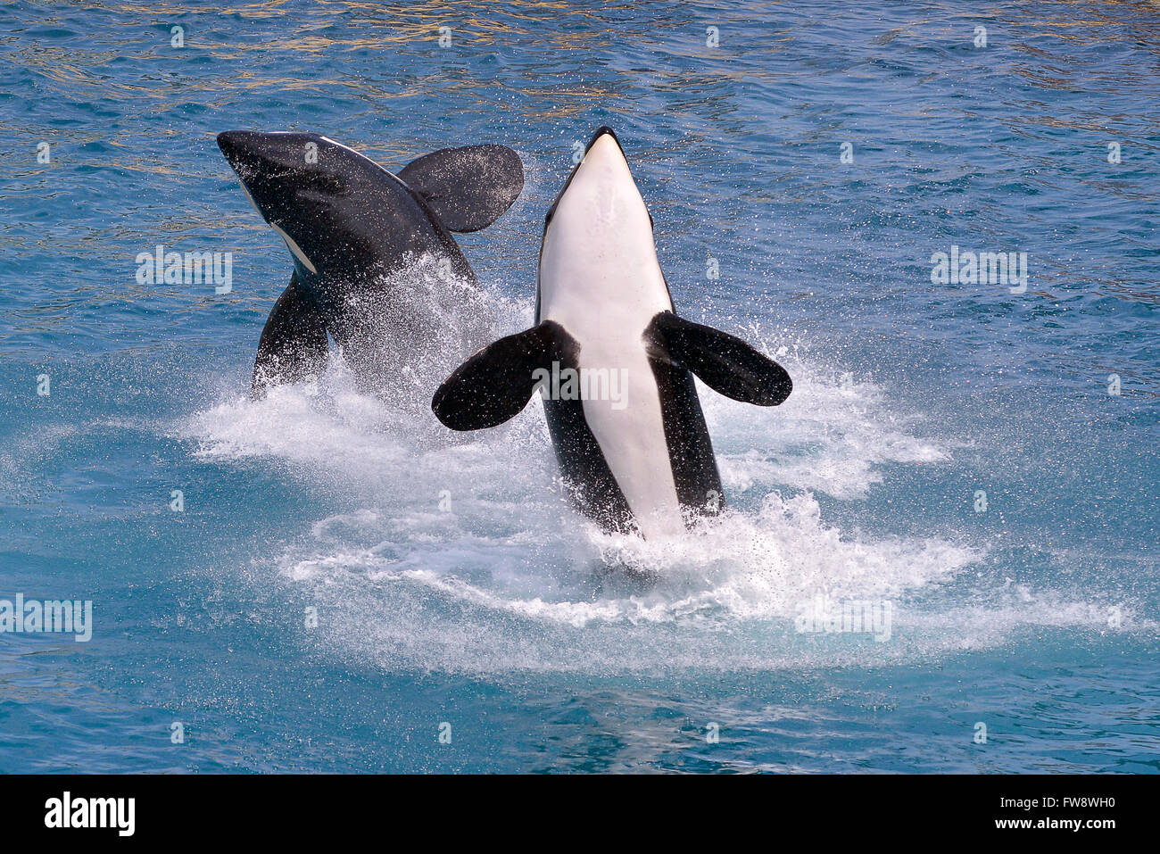 Deux épaulards (Orcinus orca) sautant hors de l'eau bleue Banque D'Images