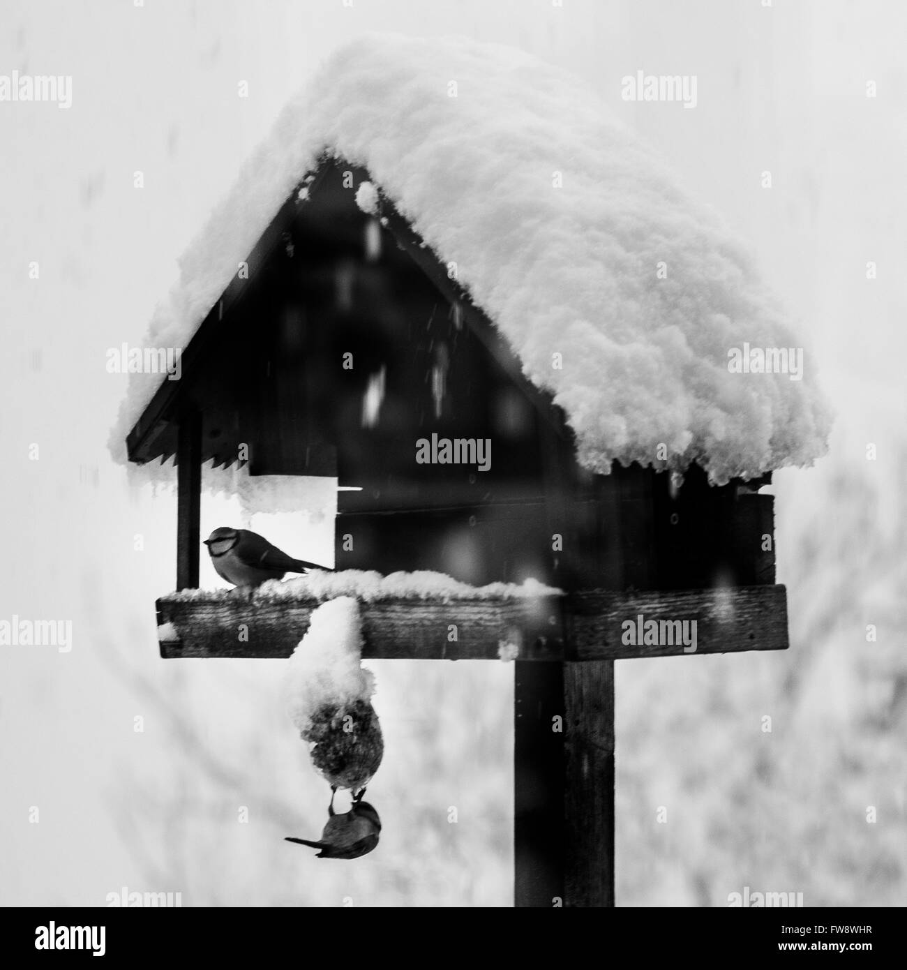 La Suisse, le Canton du Tessin, Contra, neige, Oiseaux Banque D'Images