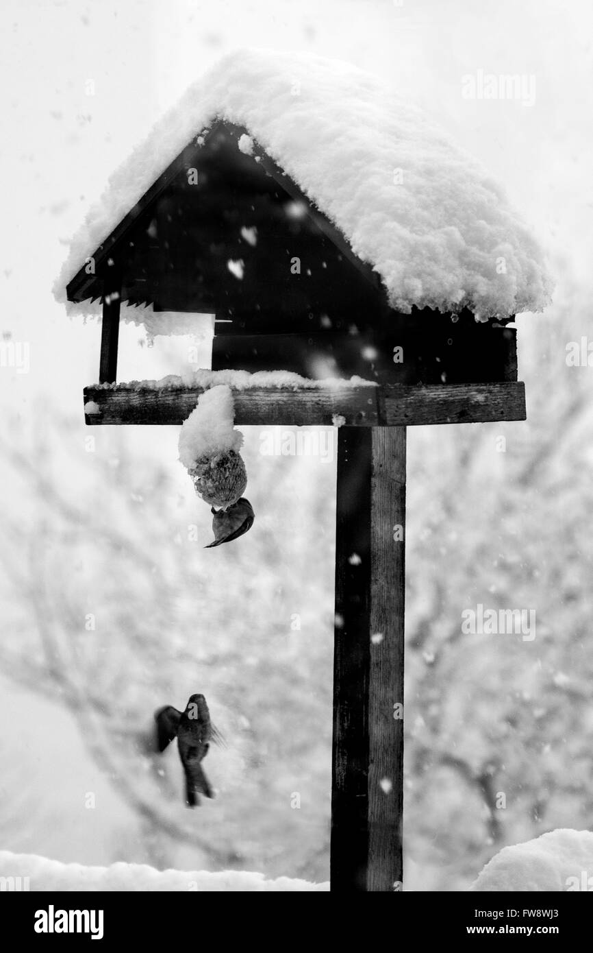La Suisse, le Canton du Tessin, Contra, neige, Oiseaux Banque D'Images