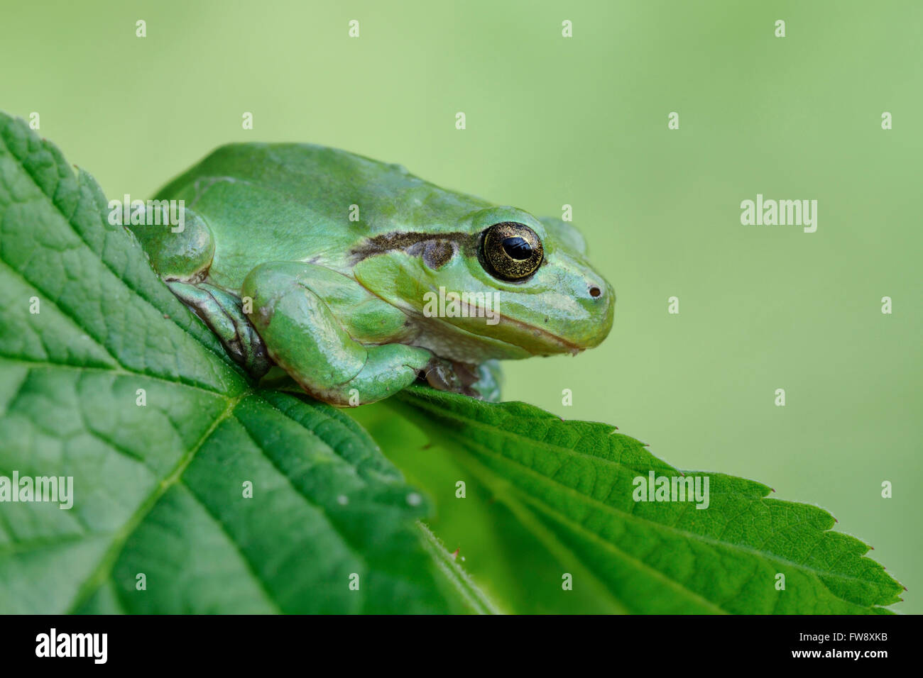 European Tree Frog / Europaeischer Laubfrosch ( Hyla arborea ), en posture de repos typique, assis sur une feuille de mûre, faune, Europe. Banque D'Images