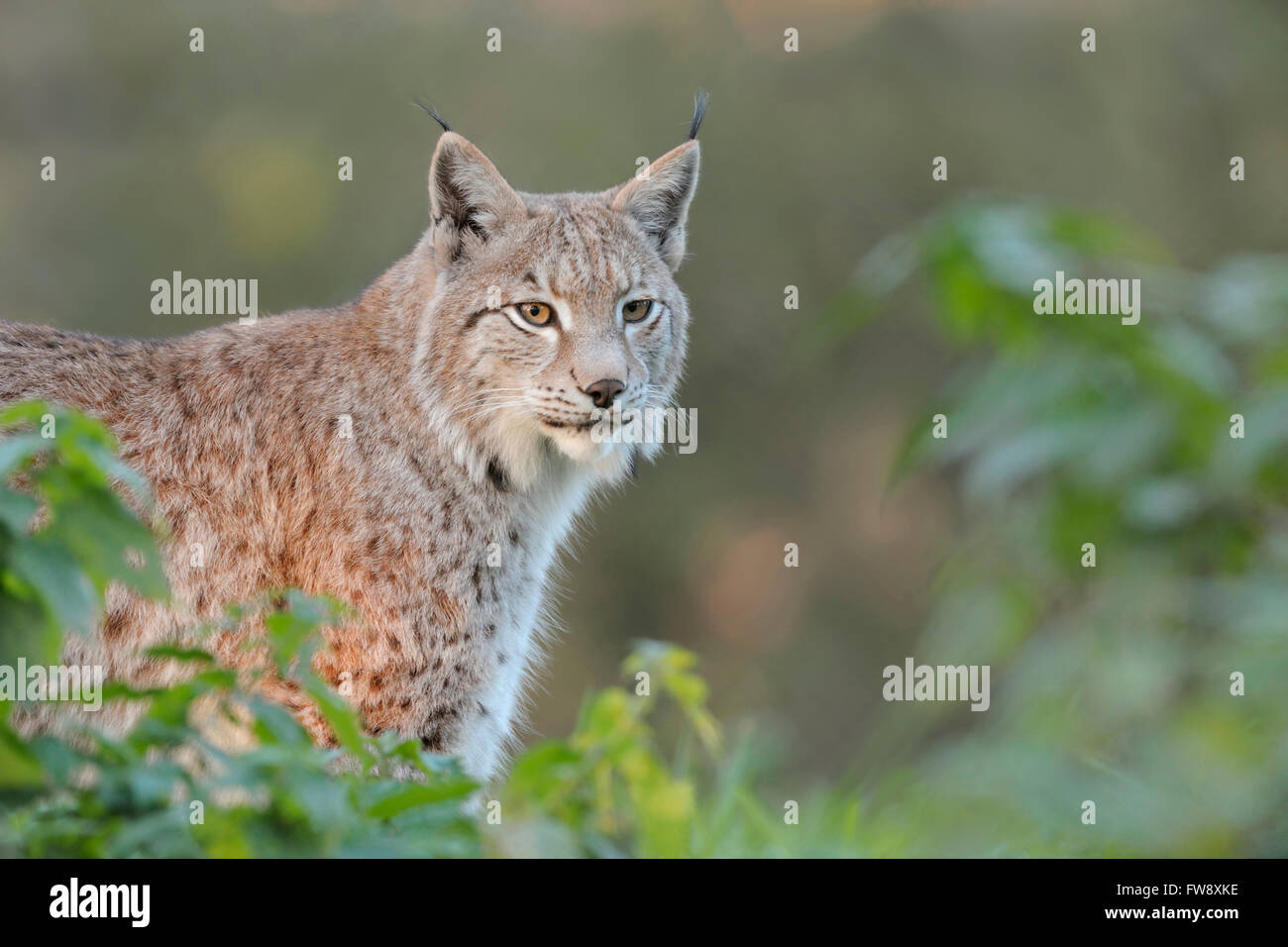 Lynx eurasien ( Lynx lynx ), animal adulte, à moitié caché derrière des buissons, debout sous les projecteurs, entouré de buissons verts, Europe. Banque D'Images