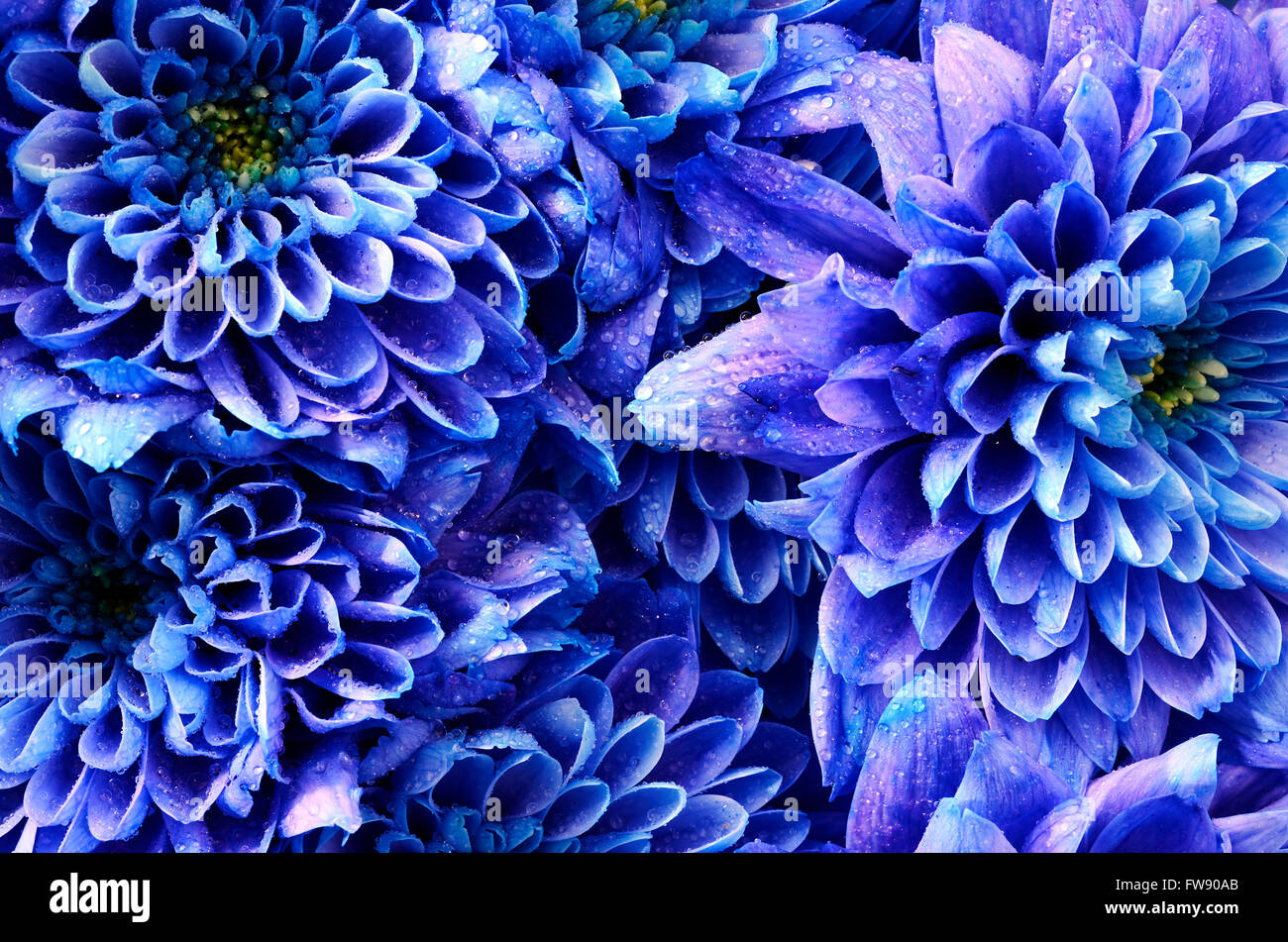 Close up of fleur bleue : aster avec des gouttelettes d'eau et bleu Banque D'Images