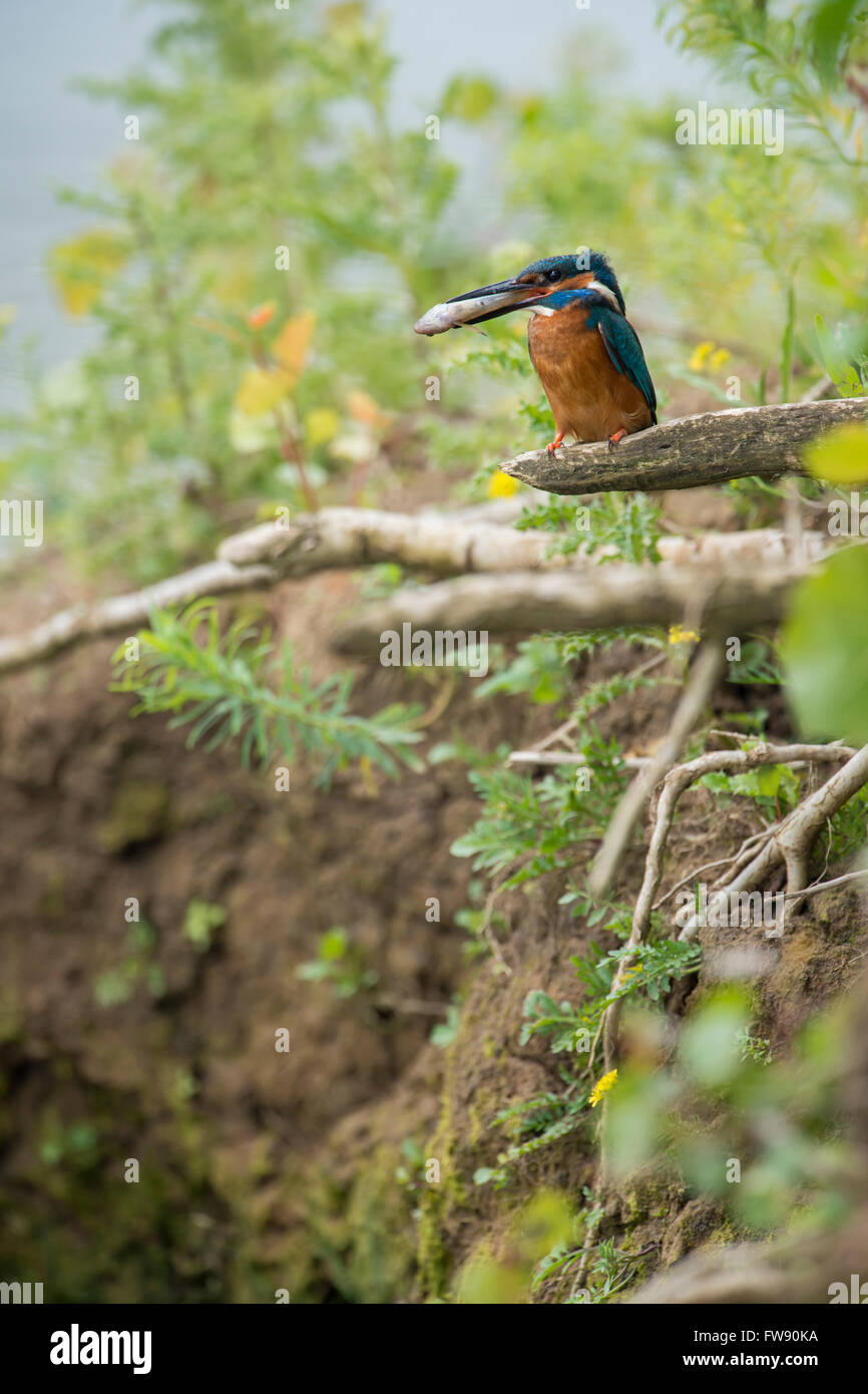 Kingfisher Alcedo atthis commun ( ) / Optimize dans environnement naturel tenant un poisson dans son bec avec sa tête en premier. Banque D'Images