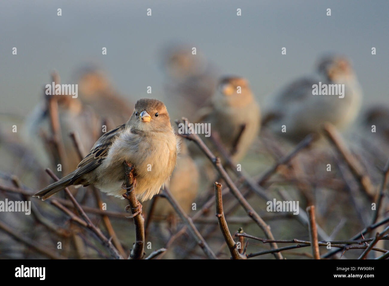 Un troupeau de moineaux / Haussperlinge ( Passer domesticus ) assis sur le dessus d'une haie à proximité de l'installation urbaine. Banque D'Images