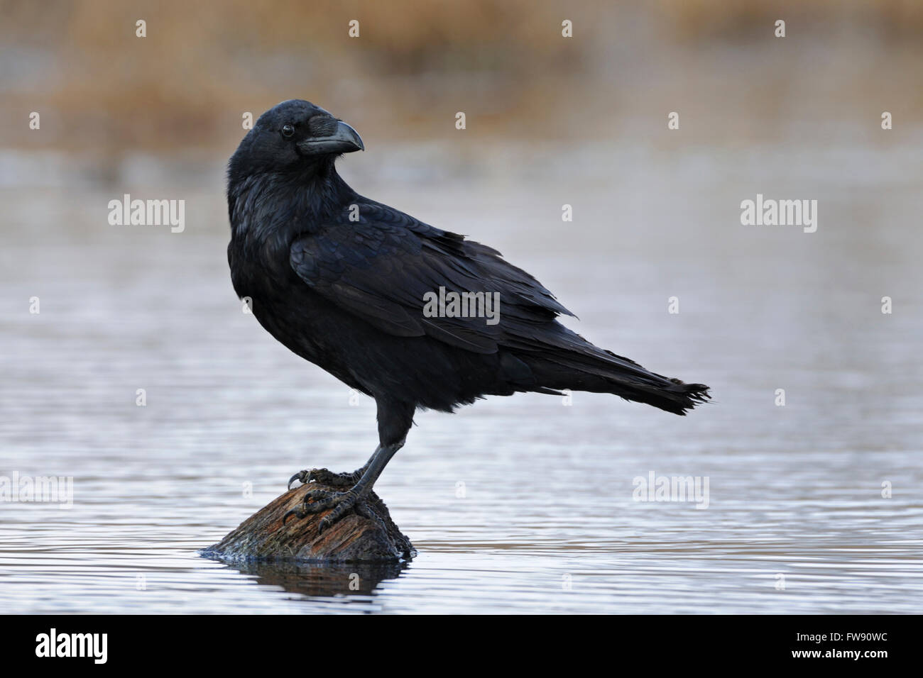 Grand Corbeau Corvus corax / Kolkrabe ( ) se trouve au milieu d'une petite bouteille d'eau sur un morceau de bois naturel à regarder en arrière. Banque D'Images