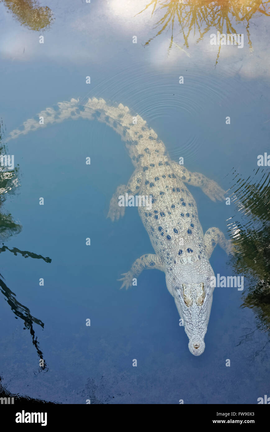 Crocodile swimming avec les yeux hors de l'eau Banque D'Images